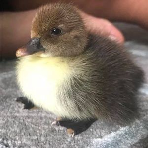 Meet your Posher, May